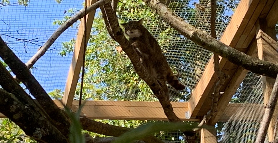 Dartmoor Zoo wildcat climbing branch in enclosure